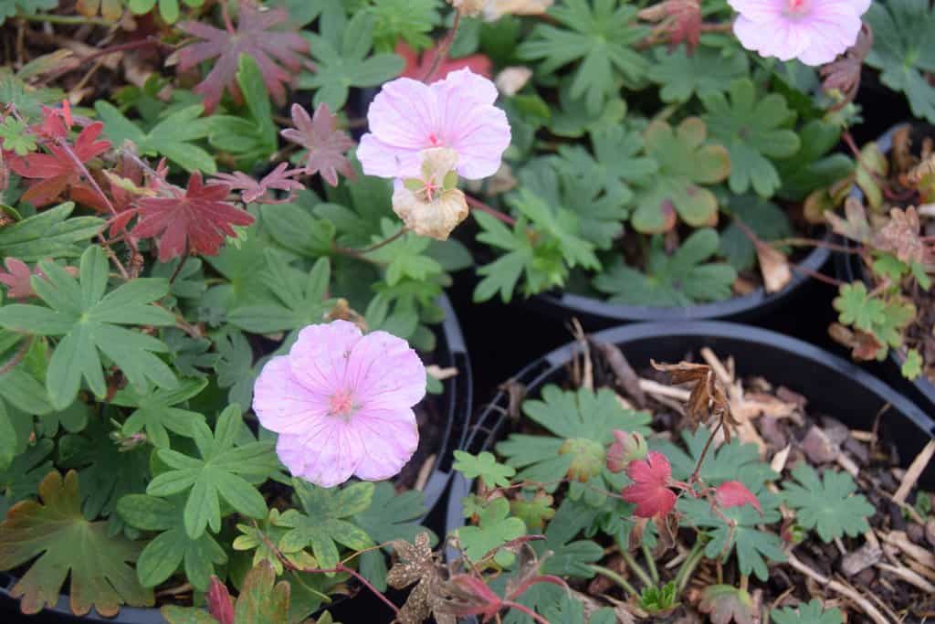 Geranium sanguineum var. striatum ---